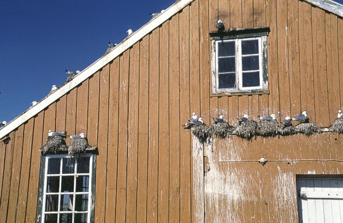 Birds, Sør-Gjæslingan