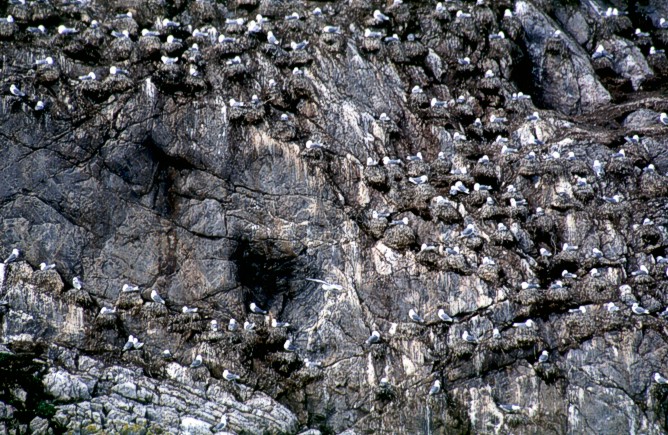 Ton of Birds, Sør-Gjæslingan