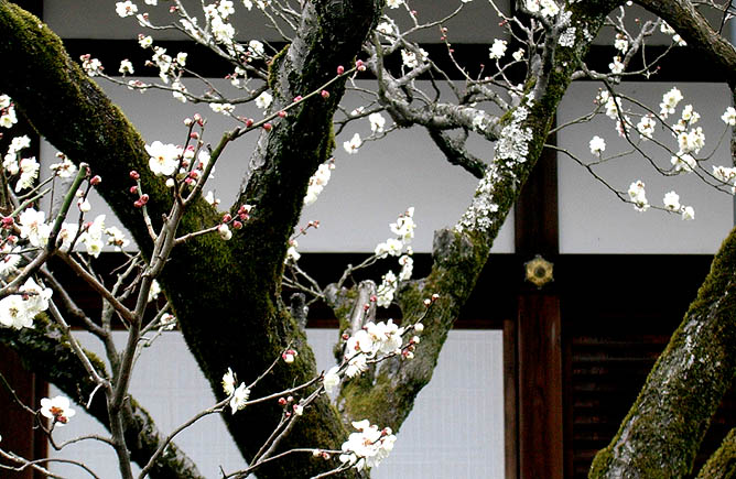 Cherry Blossoms, Kodai-ji, Kyoto