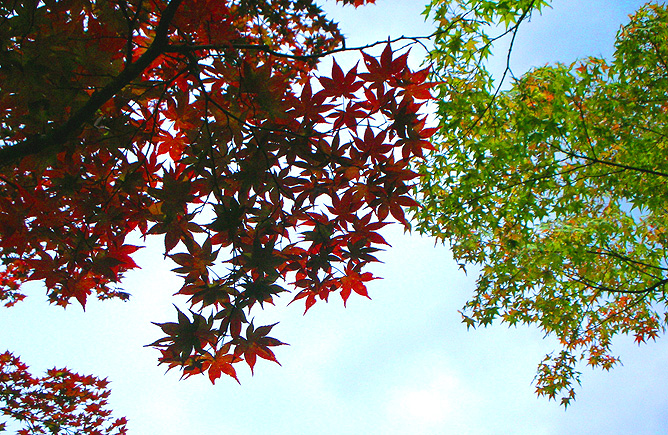 Garden, Koto-ji, Kyoto