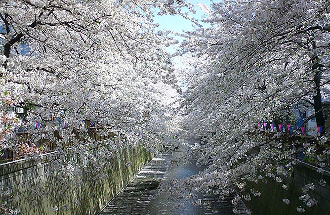 By the river, Meguro gawa