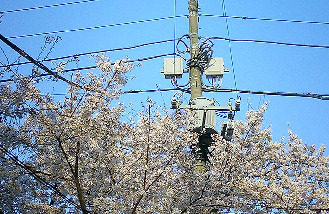 Sakura and Lamp post