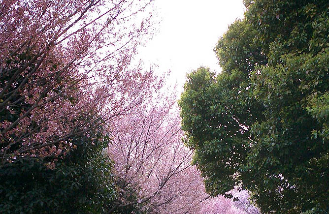 Sakura at Komaba