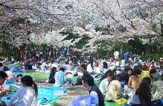 Hanami in Yoyogi Koen