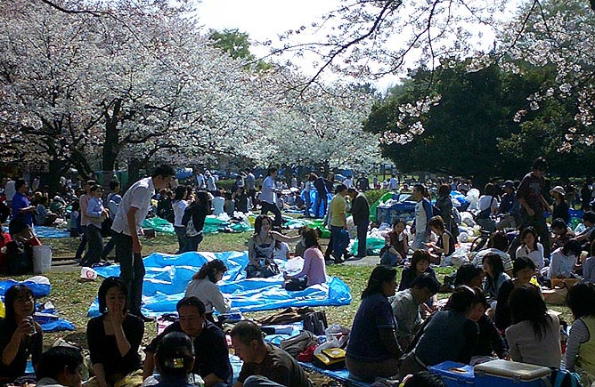 Hanami in Yoyogi Koen