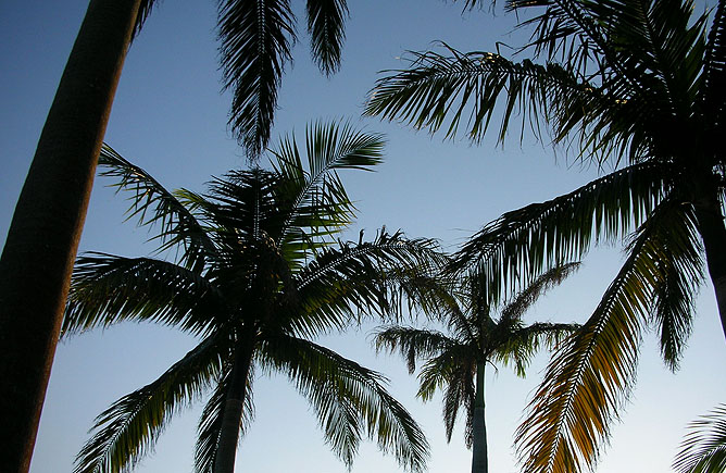 Palms, Iriomote