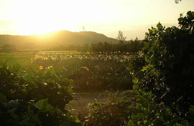 Sunset, Iriomote