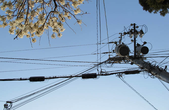 Wire Flowers