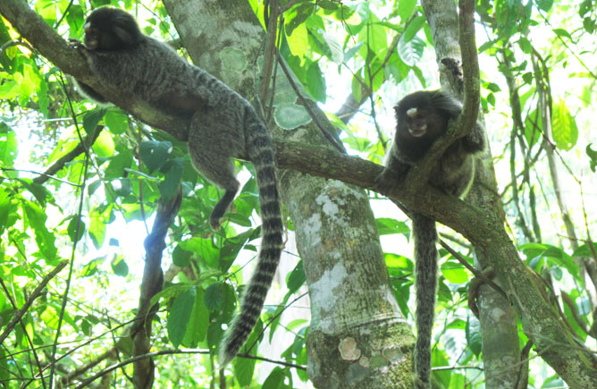 Monkeys, Ilha Grande